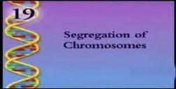 Video 4 Segregation of Chromosomes