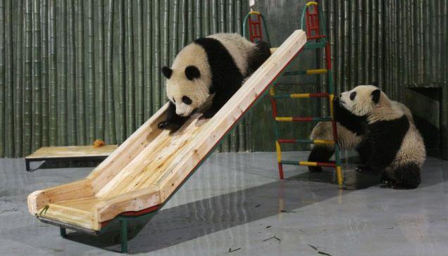 FORCES ON AN INCLINE (friction) A panda slides down a 40 o slope with an acceleration