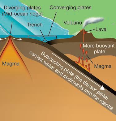 The magma rises and eventually melts through the overlying plate, forming a volcano near the edge of the overlying plate (Figure 12.23).