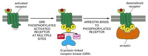 Mechanism I Arrestin binding Rhodopsin kinase (GRK1) phosphorylates the C- terminus of R*.
