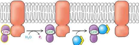 Mechanism III Intrinsic GTPase activity of G protein Transducin has an intrinsic GTPase activity that hydrolyzes GTP to GDP.