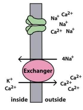 A role for calcium ions When the channels close, Ca 2+ ceases to enter, but