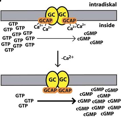 Mechanism VI Guanylate cyclase In the dark, guanylate cyclaseactivating proteins (GCAPs) bind Ca 2+ blocking their activation of guanylate cyclase.