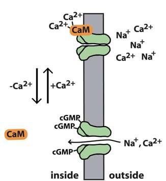 Mechanism VII Ca-calmodulin Dark In the dark, Ca 2+ -Calmodulin (CaM) binds the channel and shuts it down.
