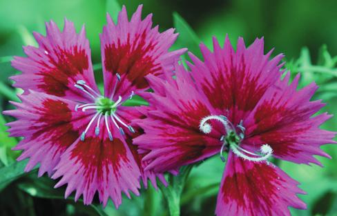 (prodifferent times. togyny) or the male sheds pollen before the female is receptive (protandry). There are numerous examples of this type of flowering including carnation (Dianthus) (Fig. 5 4).