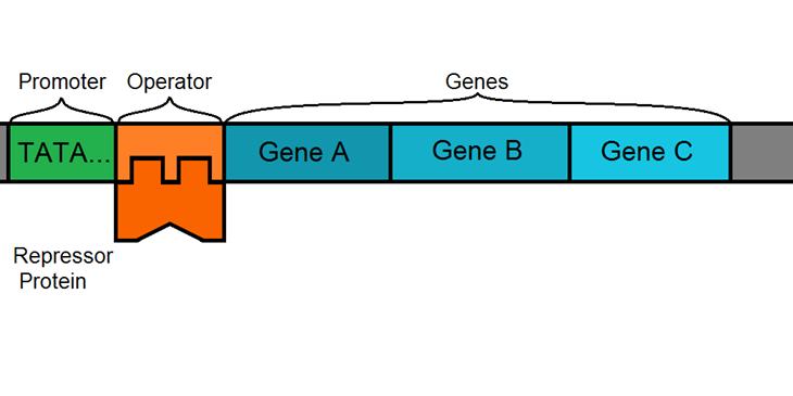 Repressors are small regulatory proteins that halt transcription.