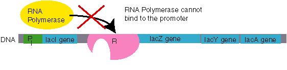 A repressor binds to the operator site of an operon,