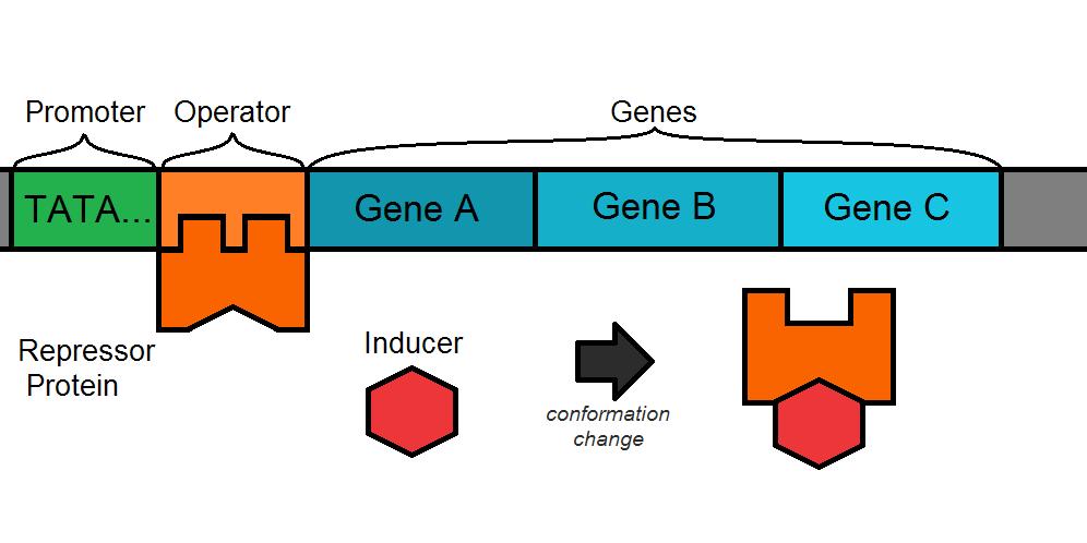 The expression of specific genes can be turned on by the presence of an