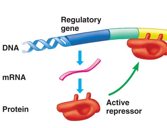 A regulatory gene is a sequence of DNA encoding
