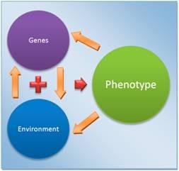 Gene regulation accounts for some of the