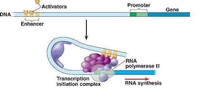 Enhancers are short regions of DNA that can