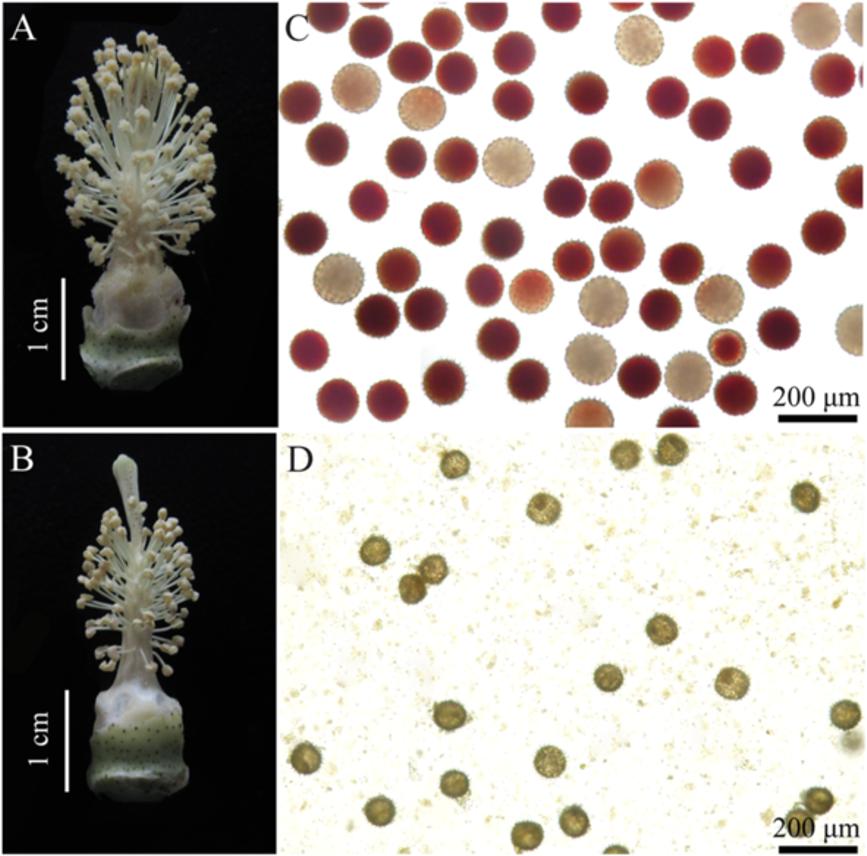 Liu et al. BMC Plant Biology (2014) 14:390 Page 3 of 16 Figure 1 Flower and pollen phenotypes of WT and PGMS MT cotton (Gossypium hirsutum L.). The flower and pollen phenotypes are shown in A and C, respectively, for WT, and B and D, respectively, for MT.