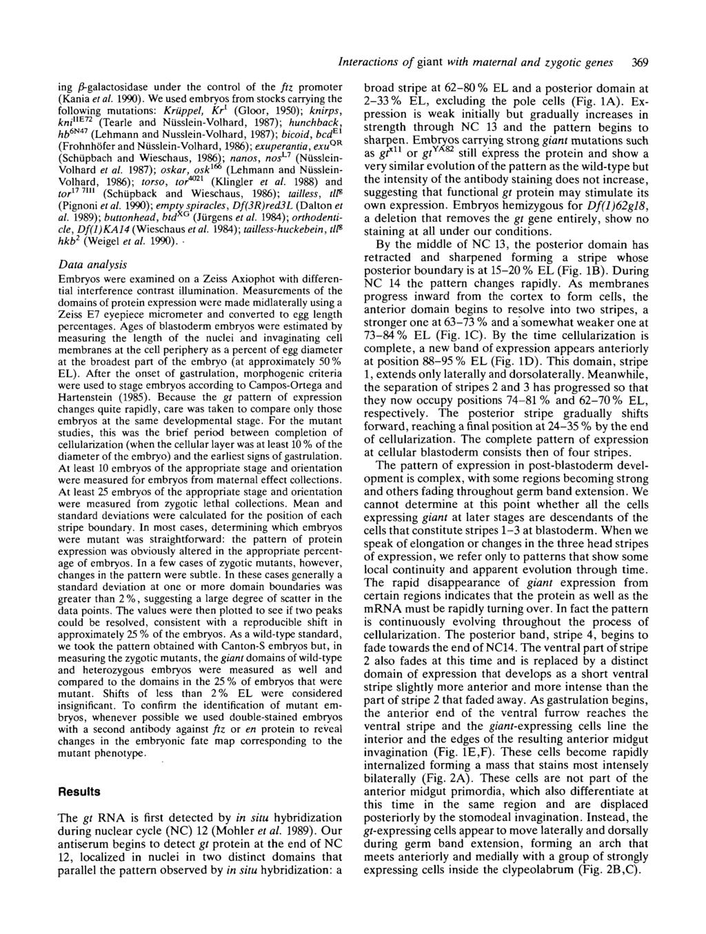 Interactions of giant with maternal and zygotic genes 369 ing /S-galactosidase under the control of the ftz promoter (Kania et al. 1990).