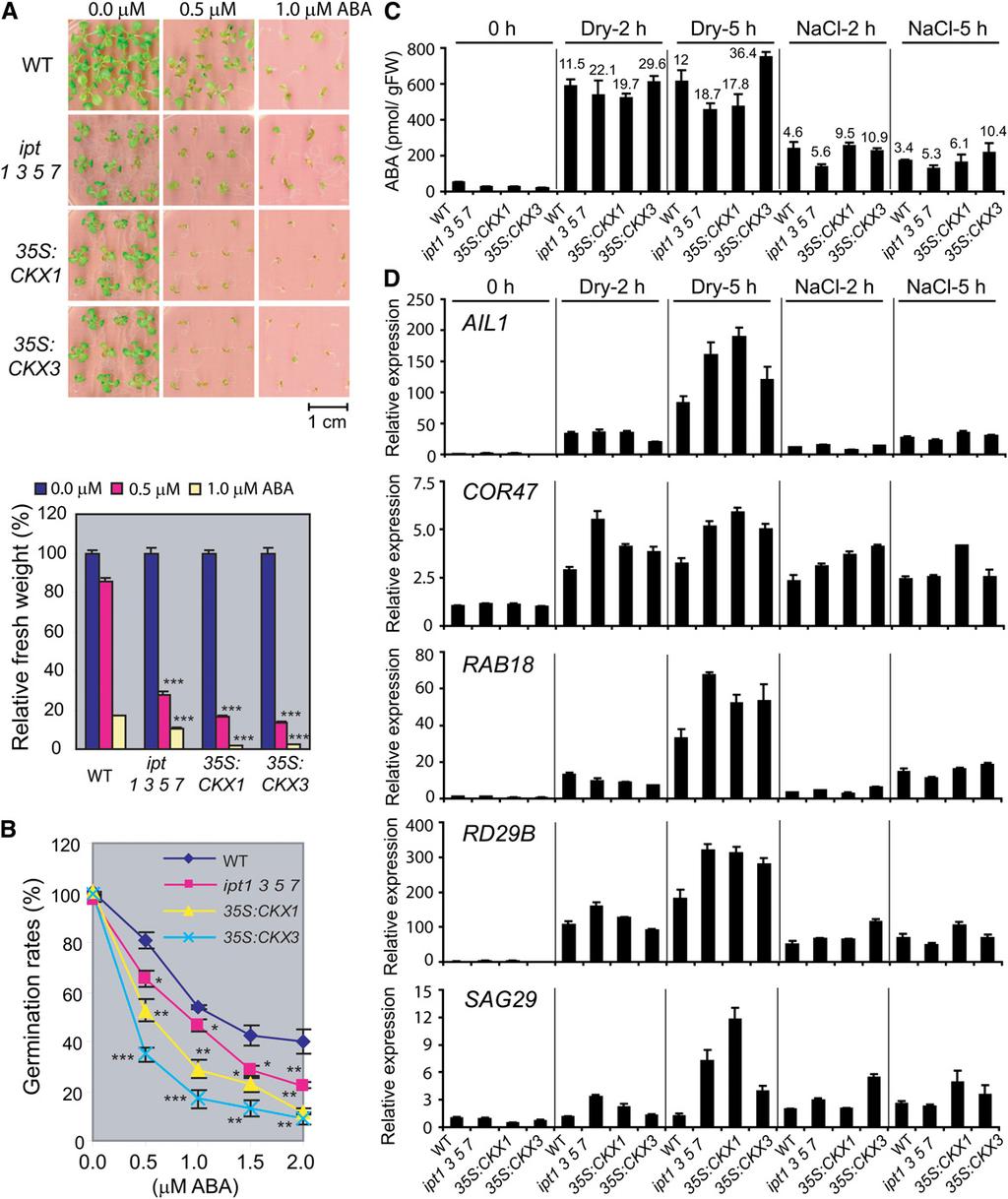 2176 The Plant Cell Figure 5. ABA Response of CK-Deficient Plants. (A) Response of the CK-deficient plants to exogenous ABA as determined by a growth inhibition assay.