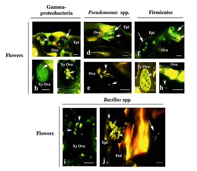 Niches of colonization of bacterial endophytes All bacteria Specific taxa Microbial