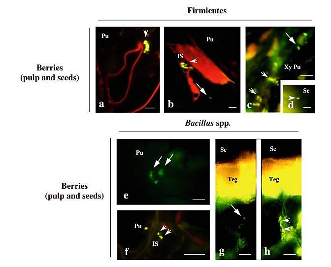Niches of colonization of bacterial endophytes All bacteria Specific taxa Microbial Ecol 2011