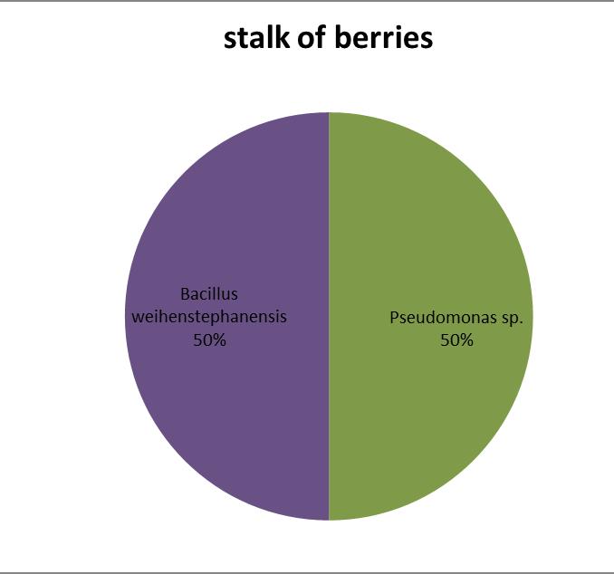 Stalk and berries Different