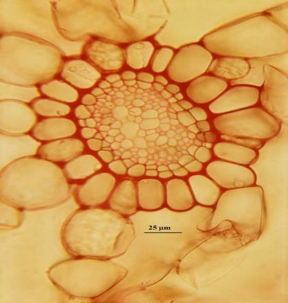 This perennial hygro-hydrophyte, has a long rhizome (0.