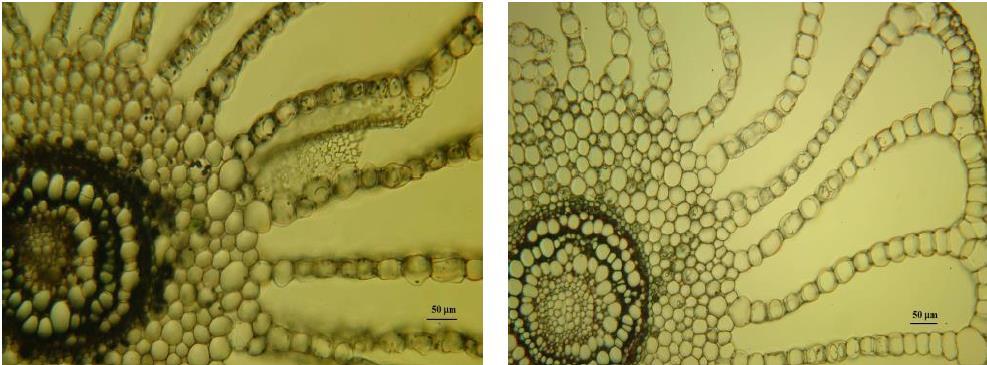 ANATOMICAL-HISTOLOGICAL OBSERVATIONS CONDUCTED ON AQUATIC FERNS walls of the epidermis and cortical cells from the structure of the petiole, the lack of the pith lacuna in the rhizome.
