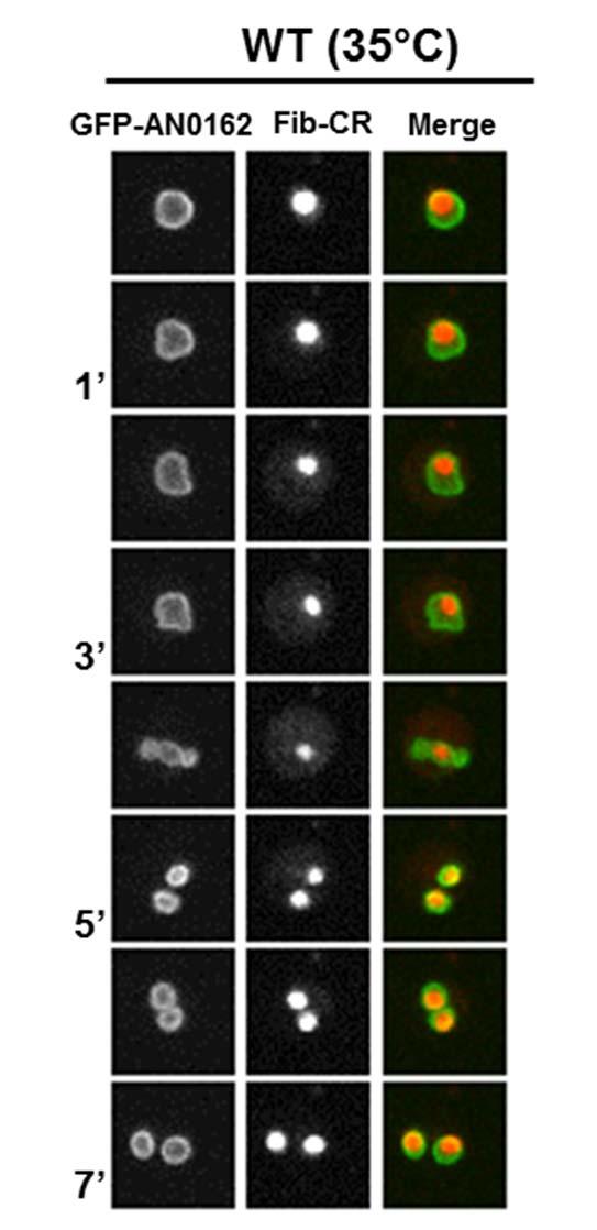 Fig S1: Normal nucleolar segregation and nuclear envelope dynamics during Wt (strain MG296) mitosis at 35 C.