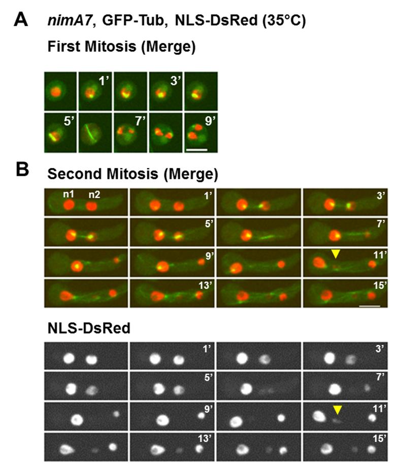Fig S3: Apparently successful first mitosis in nima7 cells (A) may be followed by a defective second mitosis (B) (71%, n=7). The same cell going through two rounds of mitosis is shown.