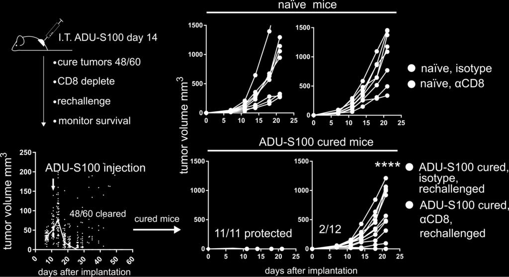 ADU-S100 Elicited CD8 T cells Contribute to