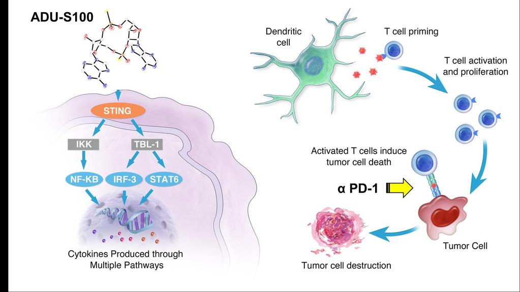 Rationale for Combining STING Agonist and anti-pd1 Predicted synergy with ADU-S100/anti-PD1 based on unique MOA of each IO agent in tumor immuno-surveillance Lack of response to CPI therapy can be