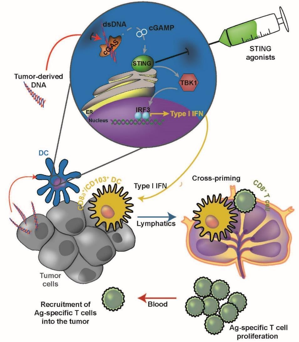 Summary and Conclusions Aduro has developed a synthetic CDN STING agonist, ADU-S100/MIW815, that elicits potent and durable anti-tumor immunity when administered IT in pre-clinical syngeneic tumor