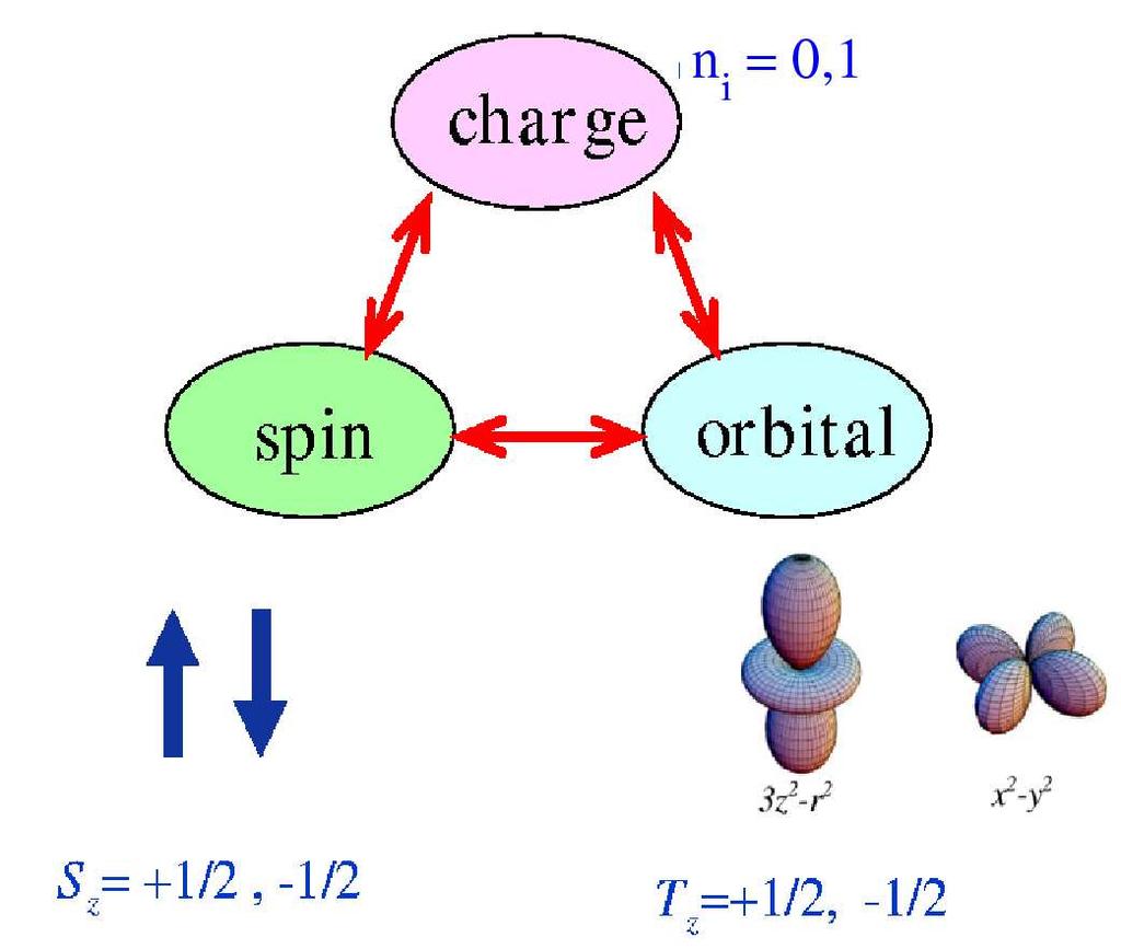 1.1. INTRODUCTION TO THE MANGANITES Figure 1.4: A schematic diagram showing the relative energies of the Mn 3d orbitals without and with Jahn-Teller distortion. Figure 1.5: The interconnected charge, spin, and orbital degrees of freedom in the manganites.