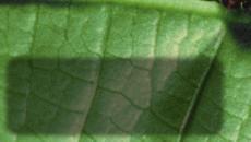 and Cellular Respiration A saturniid caterpillar feeds on a leaf. The leaf provides the energy the caterpillar needs to grow and undergo metamorphosis.