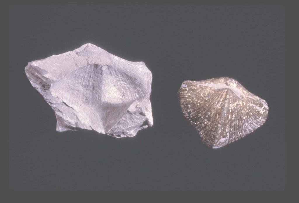 307 Mold & Cast Devonian brachiopod, Silica Shale, Ohio Paleozoic:
