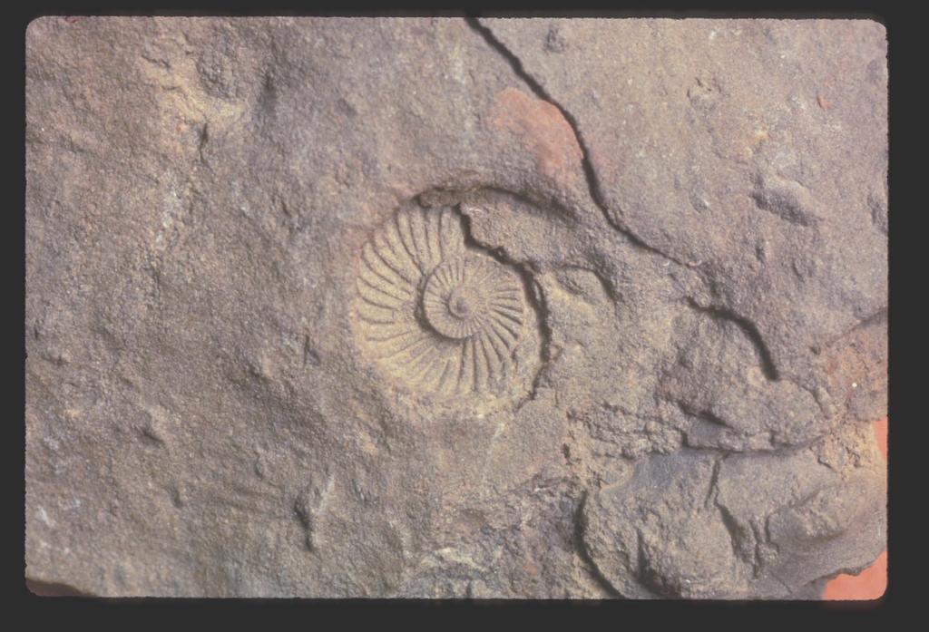 308 Cretaceous Ammonite Cretaceous: Large
