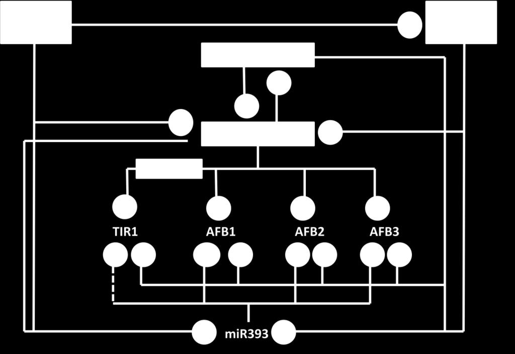 ABA up-regulates TIR1 and AFB3 but down-regulate AFB1 and AFB2. Up-regulation of TIR1 by ABA may occur through ABRE. GA up-regulates all four receptor genes.