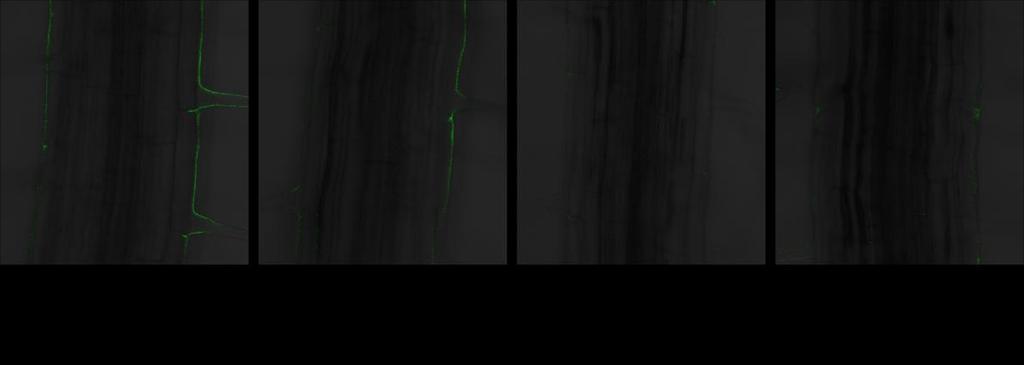 56 middle plane of the root using 20x water immersion lens with a numerical aperture of 1.2, enabling the vascular tissues were imaged. Figure 7.2. Expression of mir393a::gfp in response to osmotic stress.