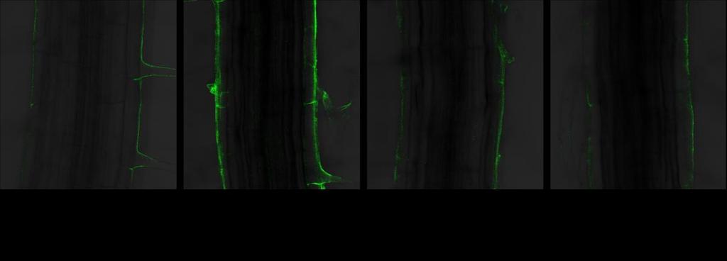 Expression of mir393a::gfp in roots was detected using Olympus FV1000 confocal microscopy. Images were acquired as described in the legend to figure 7.1. Figure 7.3. Expression of mir393a::gfp in response to ABA.