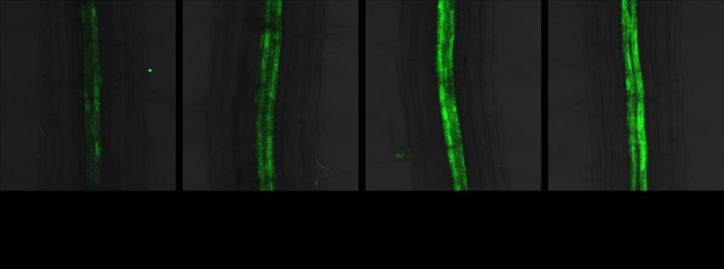 Expression of mir393b::gfp in roots was detected using Olympus FV1000 confocal microscope. Images were acquired as described in the legend to figure 7.1. Figure 8.2.