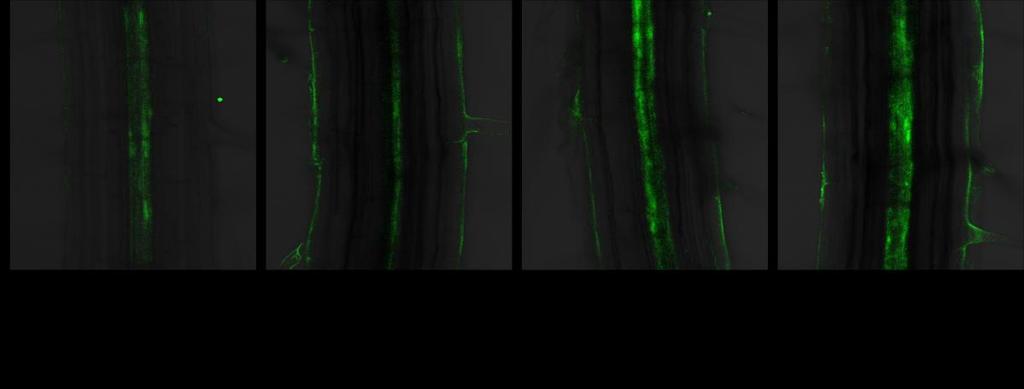Expression of mir393b::gfp in roots was detected using Olympus FV1000 confocal microscope. Images were acquired as described in the legend to figure 7.1. Figure 8.