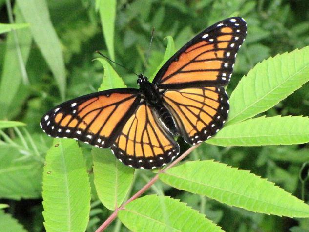 Monarch Butterfly Begin southward migration in early Aug.