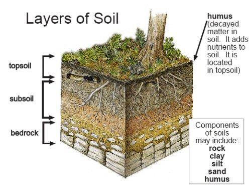 Soil is composed of two materials: rock and organic matter