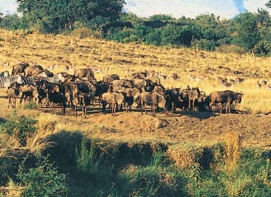 ) Summer: 30ºC (86ºF) Winter: 0ºC (32ºF) Figure 3 Bison are herbivores that once roamed North American prairies in great herds.