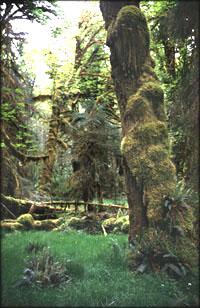Forest Biomes Characteristics: sufficient rainfall to support growth of trees; three types: - tropical, typically