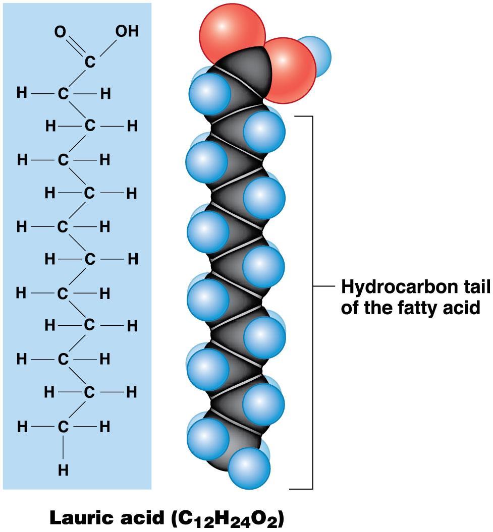 Module 2.15: Lipids Fatty acids Long carbon chains with attached hydrogen atoms Two ends 1.