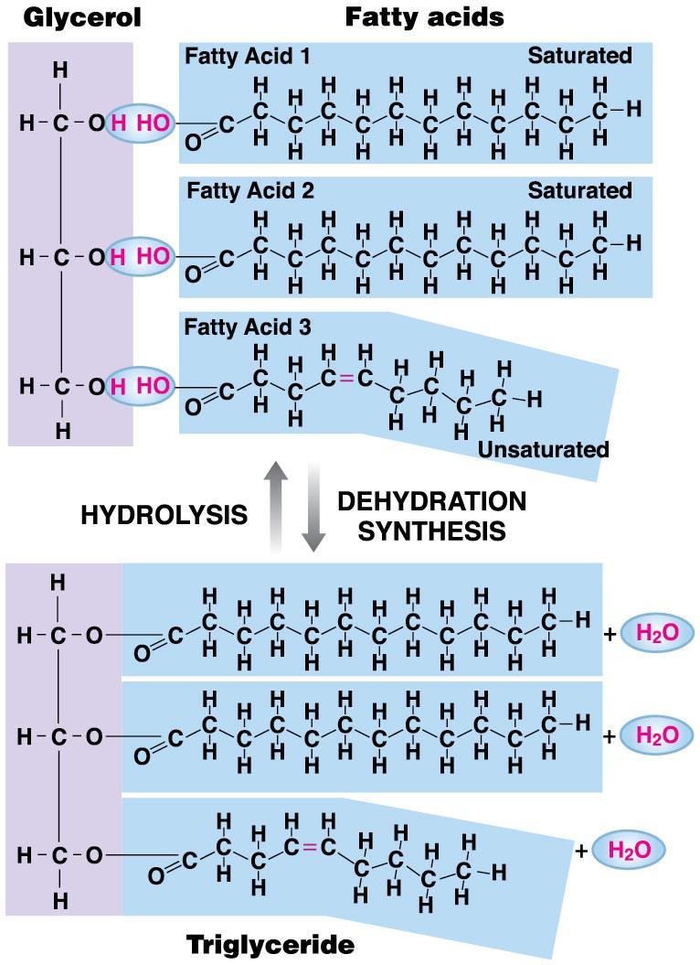 Dehydration synthesis produces