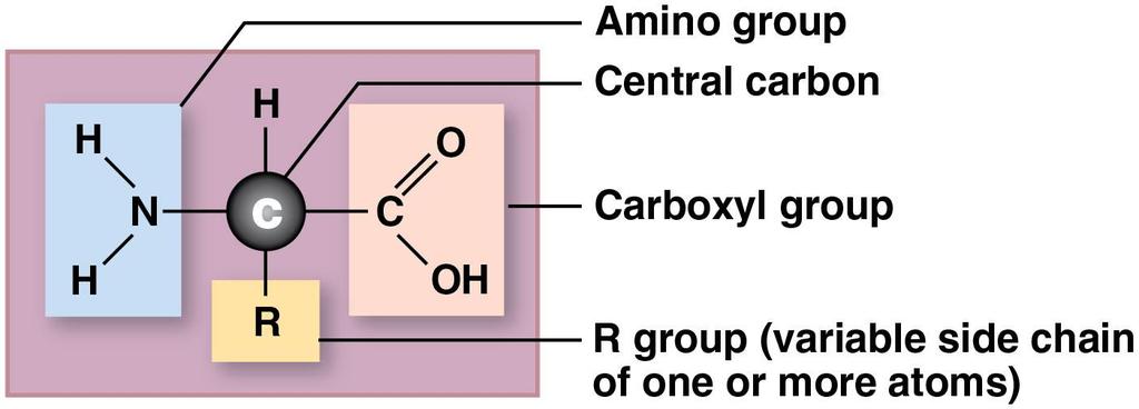 Module 2.17: Proteins Amino acids All have same structural components Central carbon attached to four different groups 1. Hydrogen atom 2. Amino group 3.