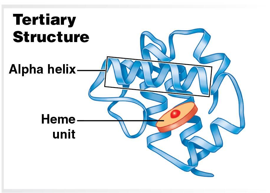 Module 2.17: Proteins Protein structure (continued) 3.