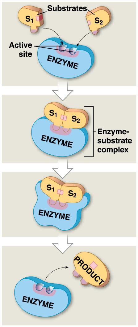 Module 2.18: Enzymes are regulatory proteins Overall process 1. Substrate binds to active site on enzyme, forming enzyme-substrate complex 2.