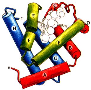 of Protein Structures (.