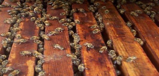 frames that is still used today His hive was based on the principle of the space kept
