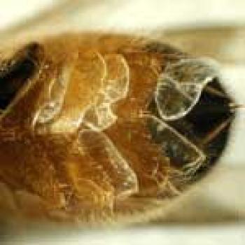 Honeybee Anatomy -