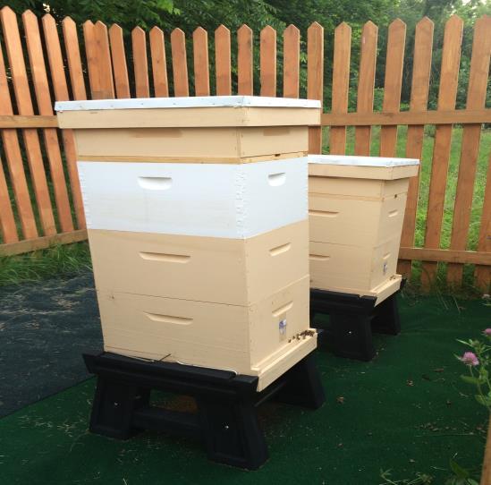 Hive Placement Face hives south, southeast or east Elevate on boards or blocks and tilt slightly forward Bees need a nearby